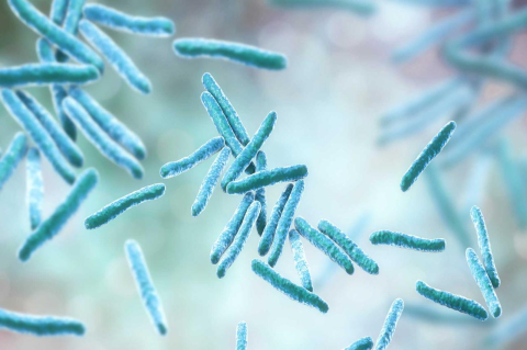 The bacteria that causes tuberculosis, Mycobacterium tuberculosis 