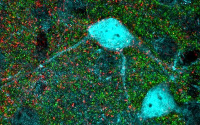 Molecular mechanism in mice.