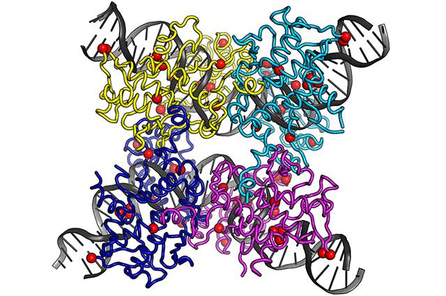 crystal structure of tre with HIV LTR