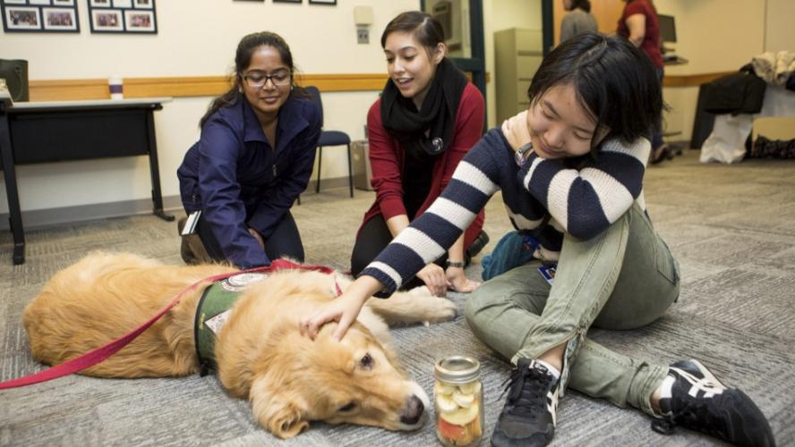 Three students petting a golden retriever 