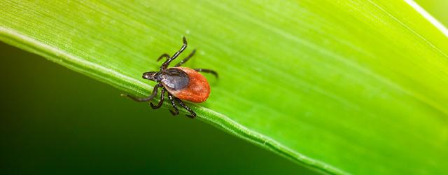 (Adobe Stock: Ixodes Ricinus)