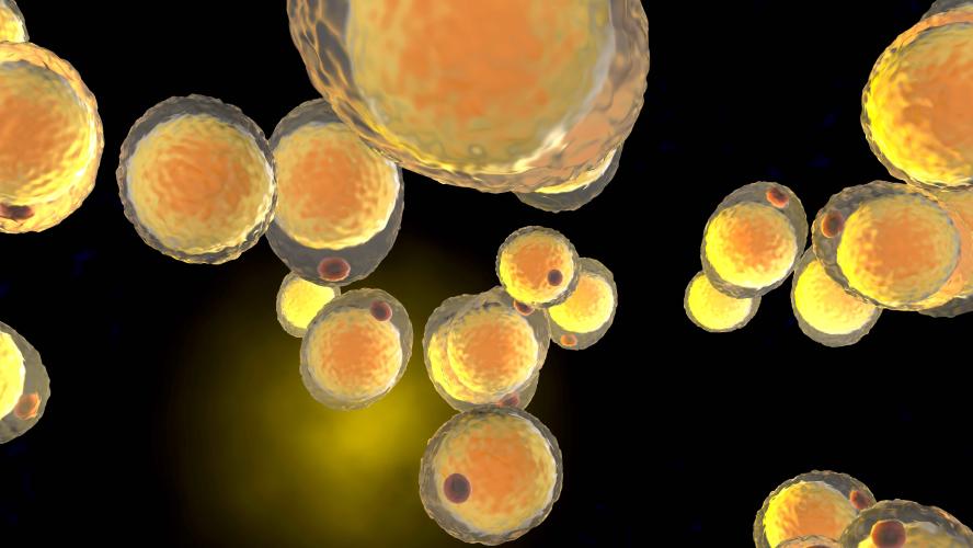 A cluster of fat cells