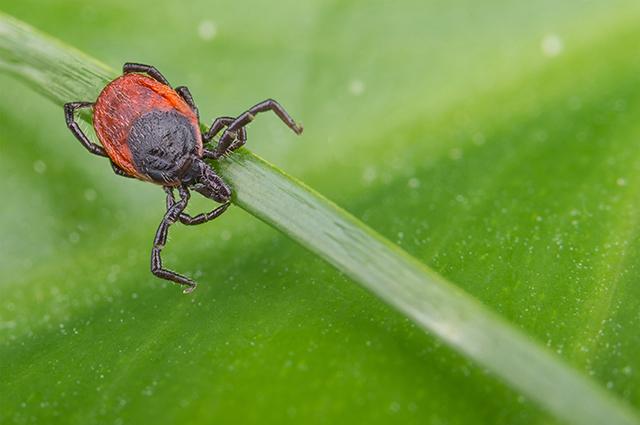 Tick on blade of grass