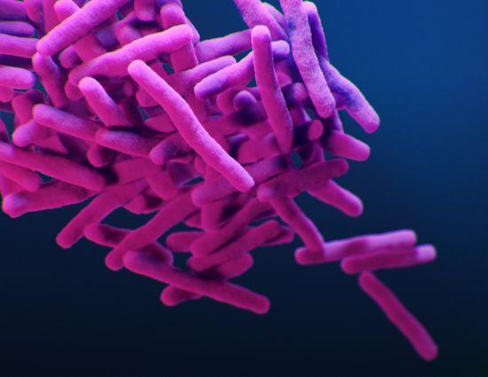 A medical illustration of drug-resistant, Mycobacterium tuberculosis bacteria