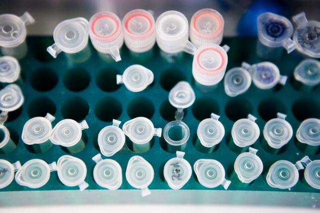 Test tubes in a tray in a lab