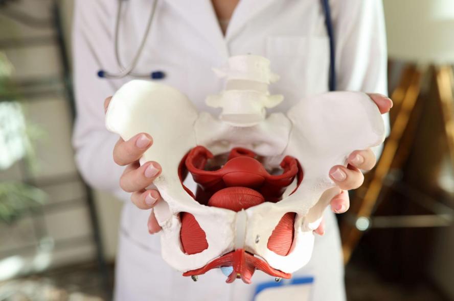A woman in a white lab coat with a stethoscope around her neck holds a medical model of a female pelvis.