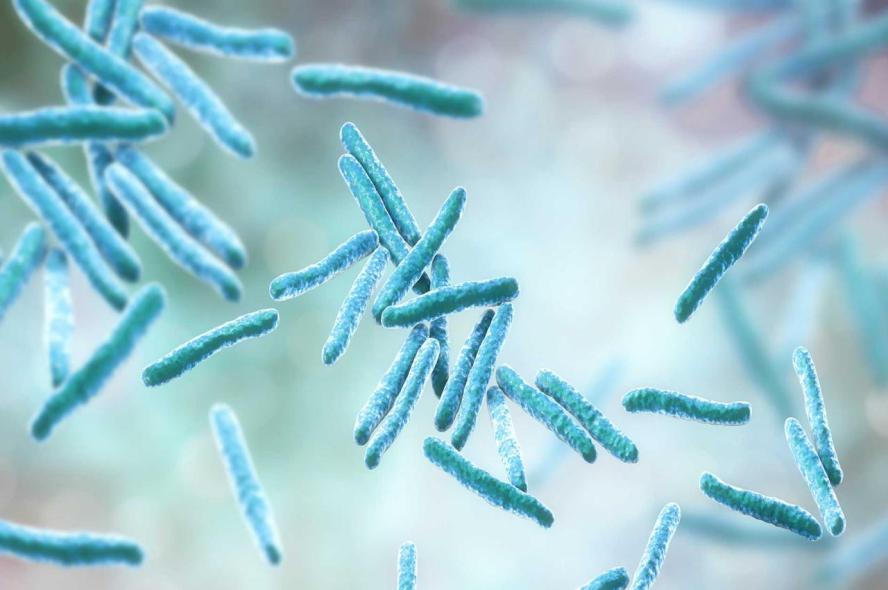 The bacteria that causes tuberculosis, Mycobacterium tuberculosis