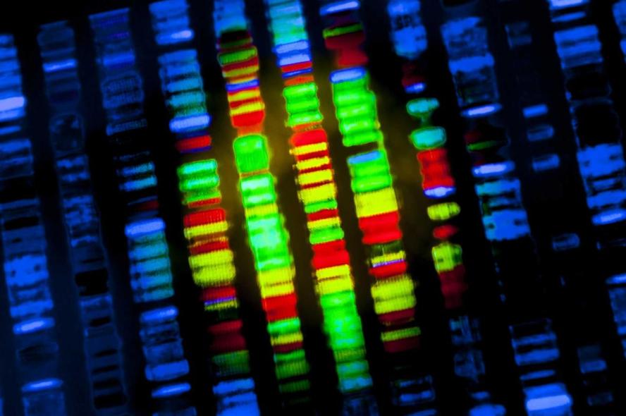 DNA sequence