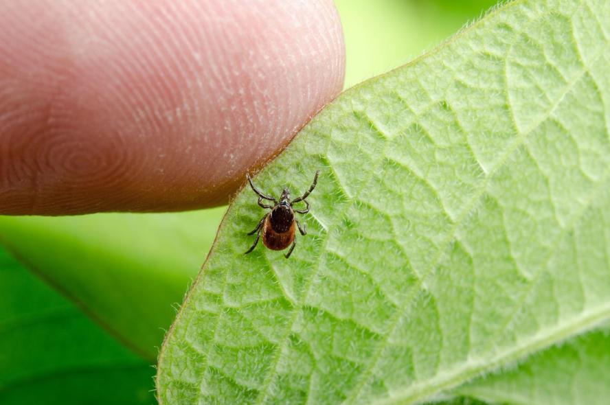 A person&#039;s finger touches a green leaf, on which a deer tick sits