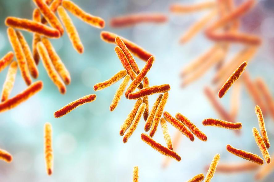 rod-shaped tuberculosis bacterium