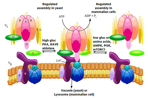 Presentation Slide showing glucose starvation increases V-ATPase assembly and activity in mammalian cells through AMP kinase and phosphatidylinositide 3-kinase/Akt signaling