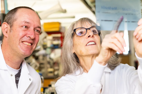 Michele H. Jacob, professor of neuroscience, with Jonathan Alexander, research assistant professor in neuroscience, at work in the Jacobs Lab at the Graduate School of Biomedical Sciences.