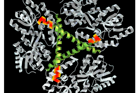 “APOBECs are in the right place to cause trouble, and that makes them really intriguing candidates for disease initiation,” says Catherine Freudenreich. Image: Shutterstock