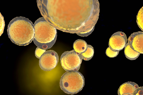 A cluster of fat cells