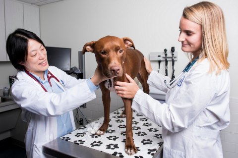 Two female veterinarians examine dog patient.