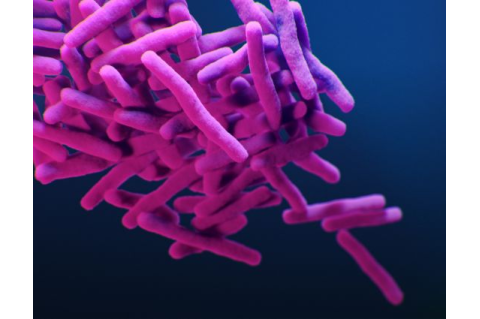 A medical illustration of drug-resistant, Mycobacterium tuberculosis bacteria