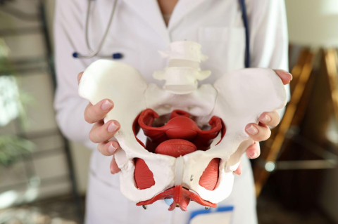 A woman in a white lab coat with a stethoscope around her neck holds a medical model of a female pelvis.