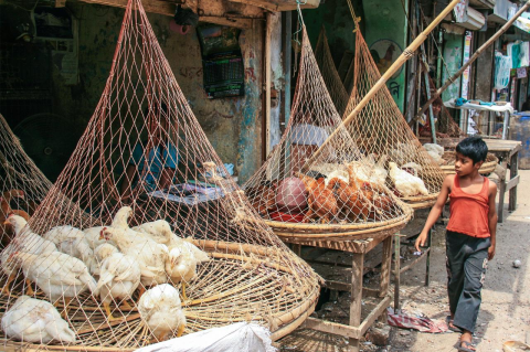 A boy walks by cages of chickens in a market
