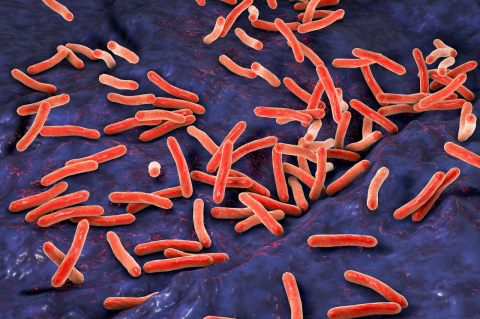 An illustration of tuberculosis bacteria inside the human body