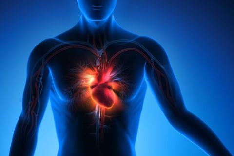 An illustration of a person with the heart area illuminated, suggesting a heart attack