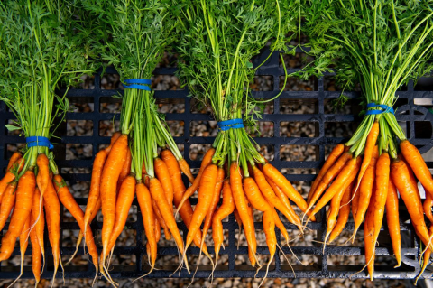 Four bunches of orange carrots with leafy green tops